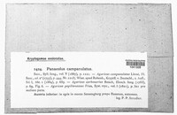 Panaeolus campanulatus image